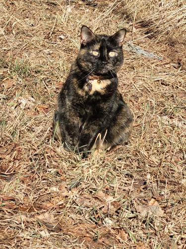 Lost Female Cat last seen Last seen on North Whitcomb, btw horse barns and plant nursery, still missing!, Fort Collins, CO 80524