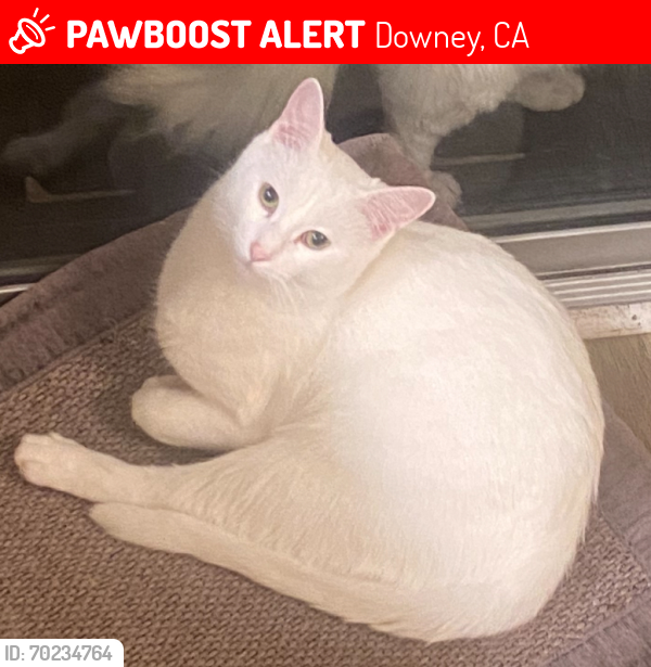 Lost Male Cat last seen By the Downey courthouse, Downey, CA 90241