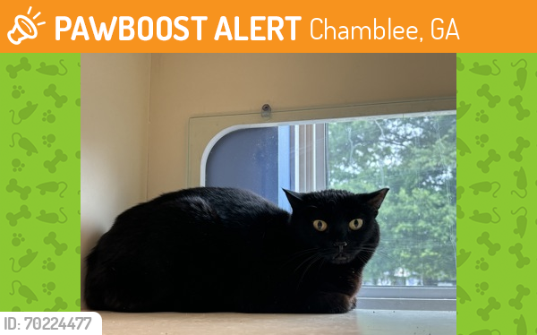 Shelter Stray Female Cat last seen Near Chisholm Ct, 30084, GA, Chamblee, GA 30341