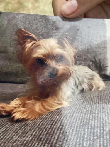 Lost Female Dog last seen Glenaoks and Hubbard, Los Angeles, CA 91342