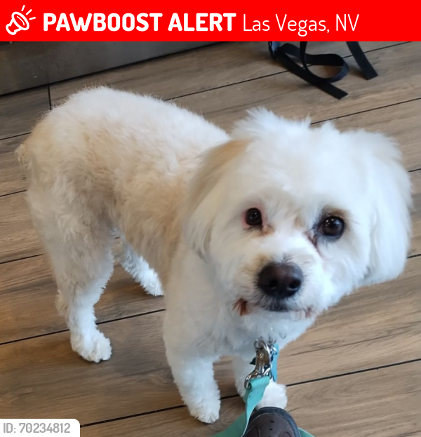 Lost Male Dog last seen 22nd and Bonanza, Las Vegas, NV 89101