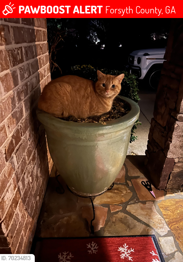 Lost Male Cat last seen Stoney Point Rd. & Hwy 141, Forsyth County, GA 30041