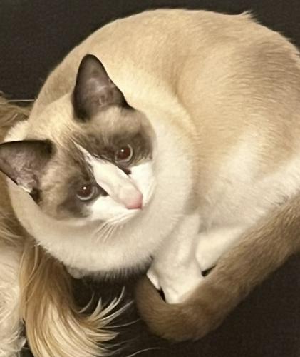 Lost Female Cat last seen Near ave and surprise farms loop north, Surprise, AZ 85388