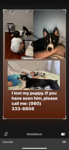 Lost Male Dog last seen Near Donna dr, Charlotte, NC 28213