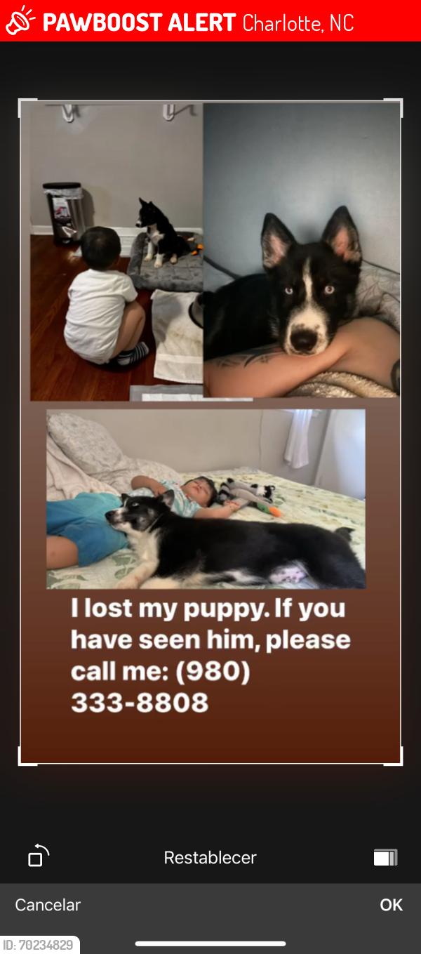 Lost Male Dog last seen Near Donna dr, Charlotte, NC 28213