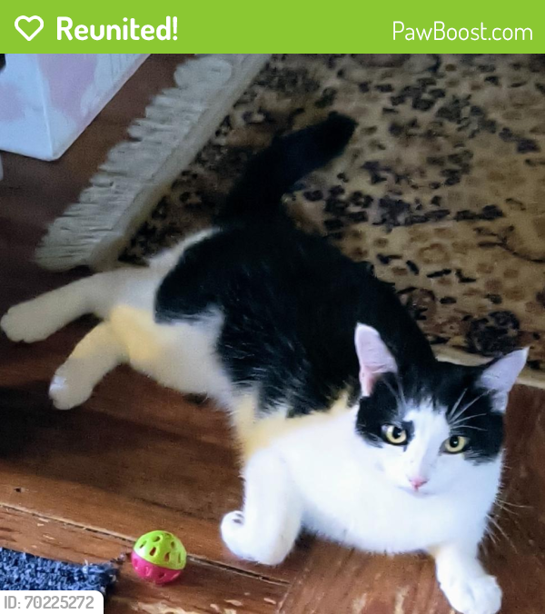 Reunited Male Cat last seen Middle sound Loop/Anaca Point, Ogden, NC 28411