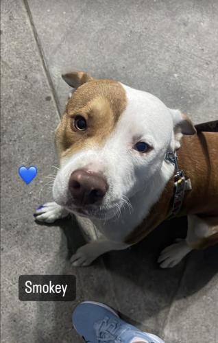 Lost Male Dog last seen Downey Road and Bonnie Beach Place, Los Angeles, CA 90058