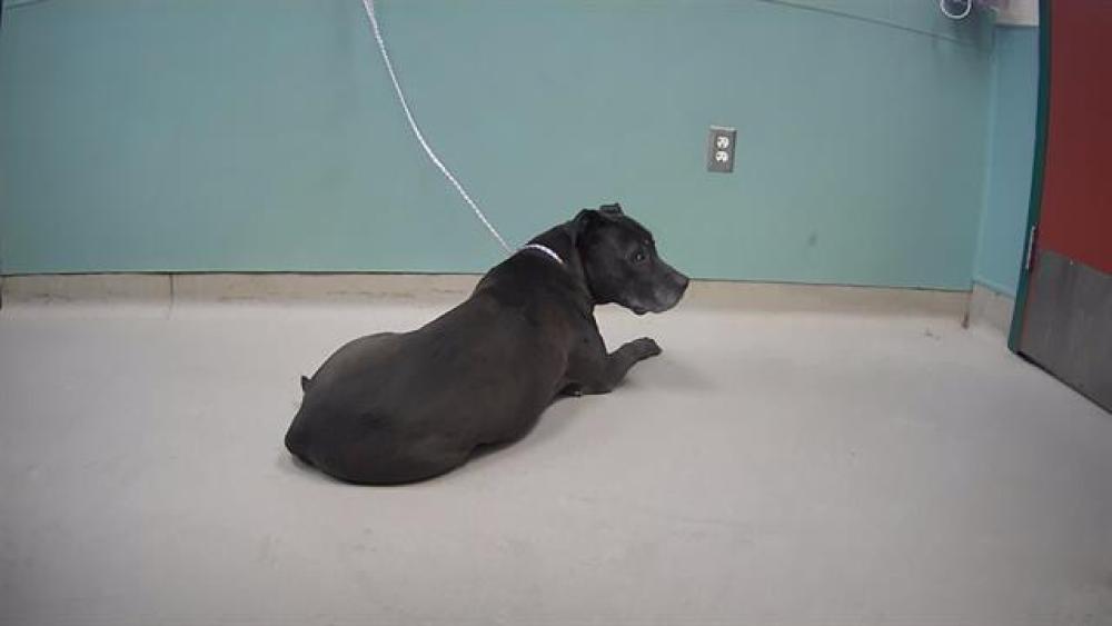 Shelter Stray Male Dog last seen Near W 10TH ST, RENO NV 89503, Reno, NV 89502