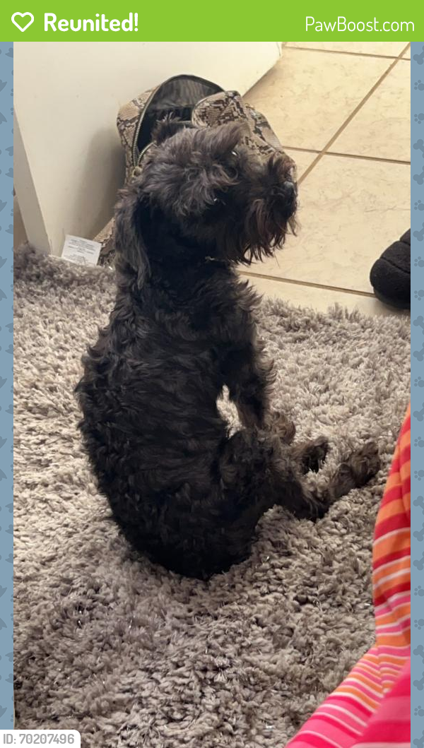 Reunited Male Dog last seen Water rose and Katy ranch rd , Katy, TX 77494