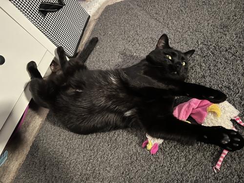 Lost Male Cat last seen Sioux Place Gaithersburg MD, Gaithersburg, MD 20878