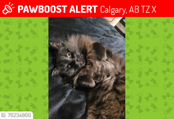 Lost Male Cat last seen Prestwicks S.E, Calgary, AB T2Z 3X6
