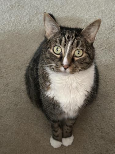 Lost Male Cat last seen behind the Giant on the corner of twp Line Rd & Dekalb Pike, Blue Bell, PA 19422