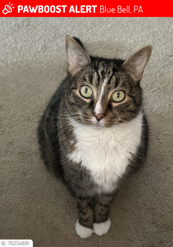 Lost Male Cat last seen behind the Giant on the corner of twp Line Rd & Dekalb Pike, Blue Bell, PA 19422