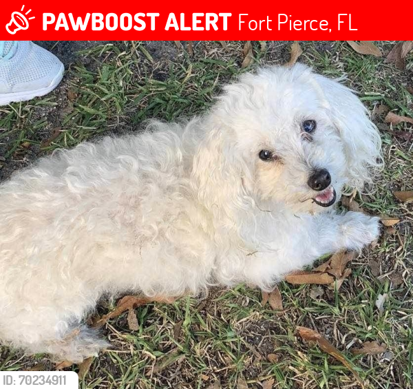Lost Female Dog last seen Antilles Avenue, Fairway Drive, Sunrise Boulevard , Fort Pierce, FL 34982