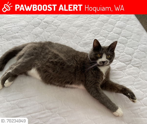 Lost Female Cat last seen 30th & Aberdeen Ave. Hoq., Hoquiam, WA 98550