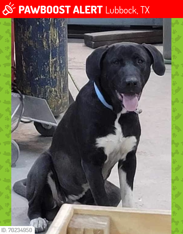 Lost Male Dog last seen County Road 6440 and 179, Lubbock, TX 79401