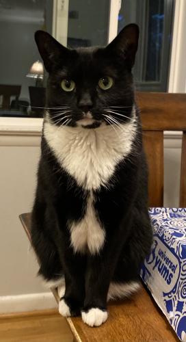 Lost Female Cat last seen Ross Ct/ Ross Road, Silver Spring, MD 20910