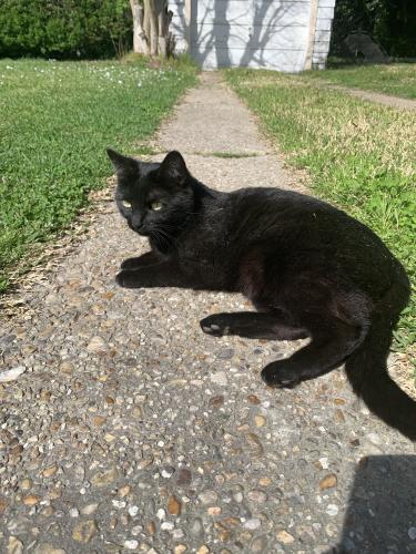 Lost Female Cat last seen Granby St, Norfolk, VA 23505