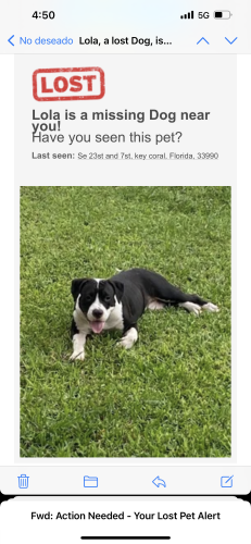 Lost Female Dog last seen Near , Cape Coral, FL 33990