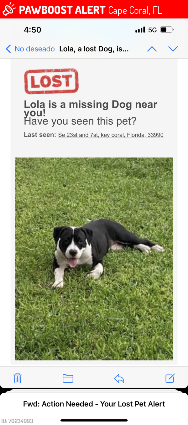 Lost Female Dog last seen Near , Cape Coral, FL 33990