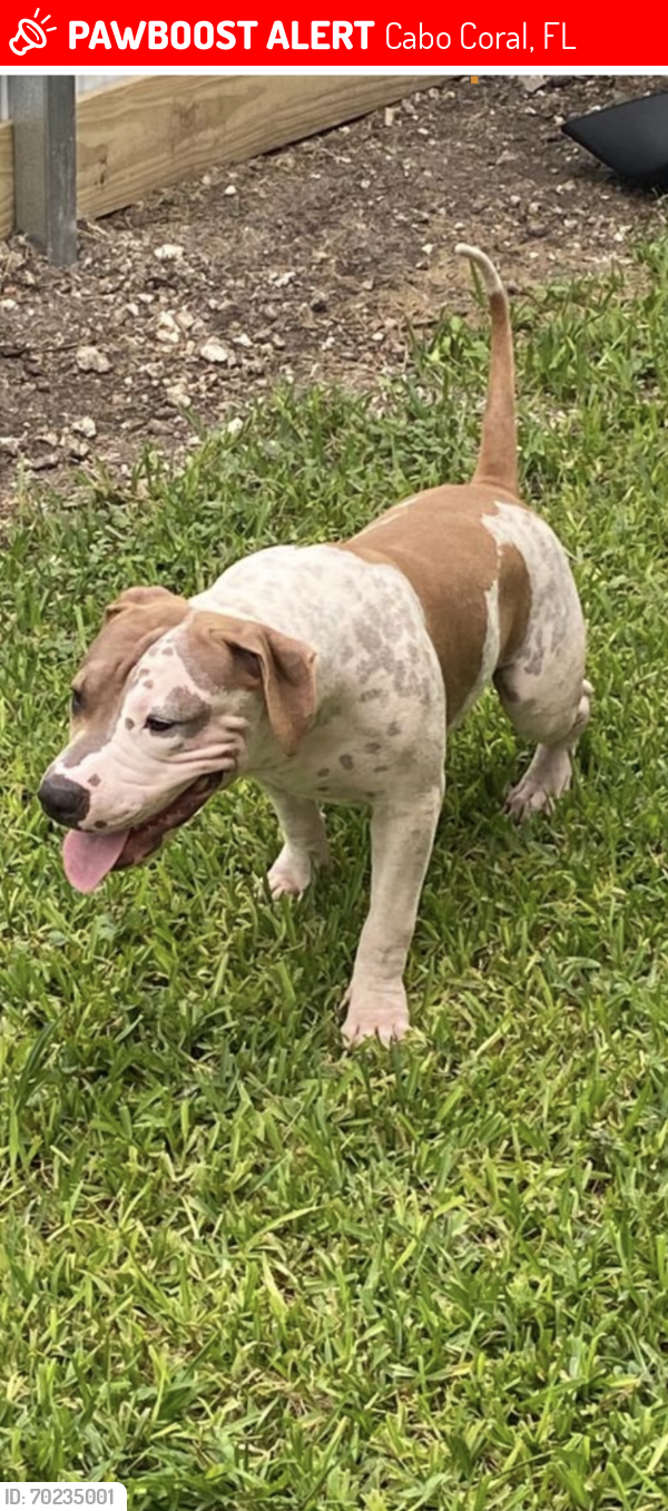 Lost Male Dog last seen Near , Cabo Coral, FL 33990