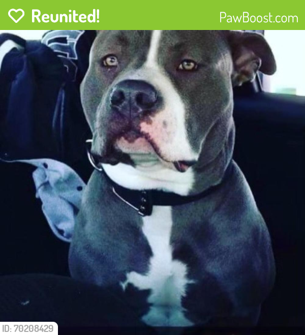 Reunited Male Dog last seen Boston Ave and central ave , Bridgeport, CT 06610