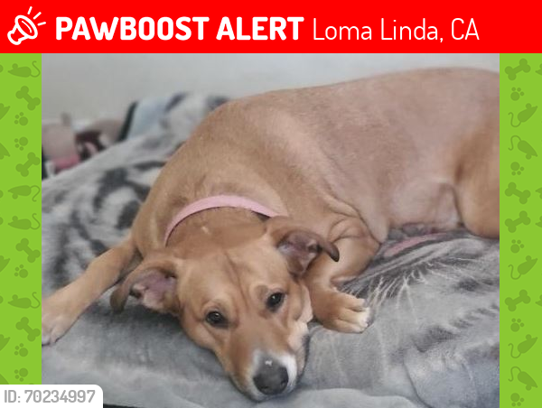 Lost Female Dog last seen Redlands Blvd and Poplar St, Loma Linda, CA 92354