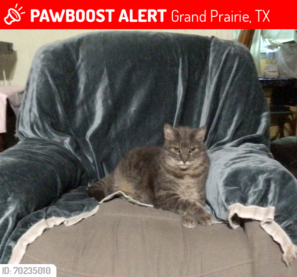 Lost Male Cat last seen San Carlos, Grand Prairie, TX 75051