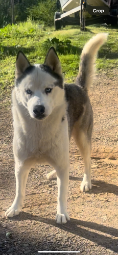 Lost Male Dog last seen Playmore Beach Campground , Caldwell County, NC 28645