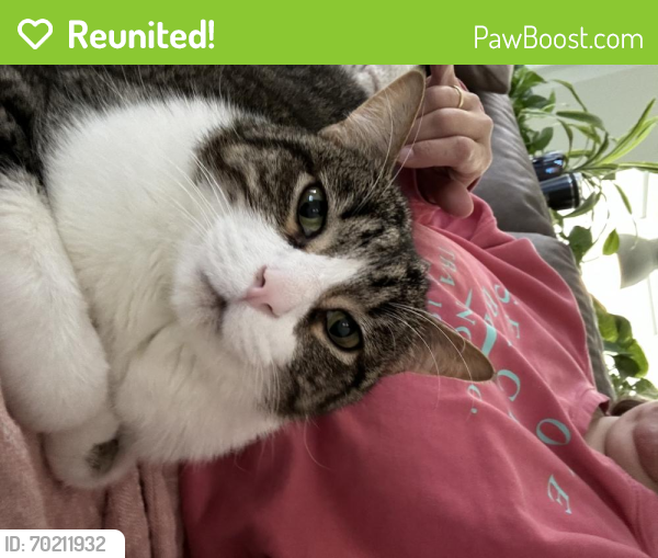 Reunited Male Cat last seen 141st & Richards Street, Overland Park, KS 66221