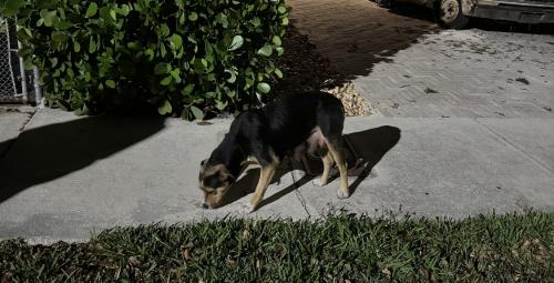 Lost Female Dog last seen Charles Hadley Park, Miami, FL 33142