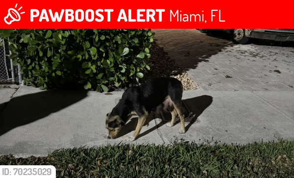 Lost Female Dog last seen Charles Hadley Park, Miami, FL 33142