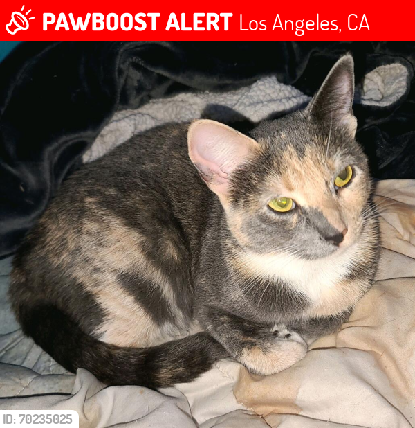 Lost Female Cat last seen Sunset Blvd. & Vendome St., 90026, Los Globos, Los Angeles, CA 90026