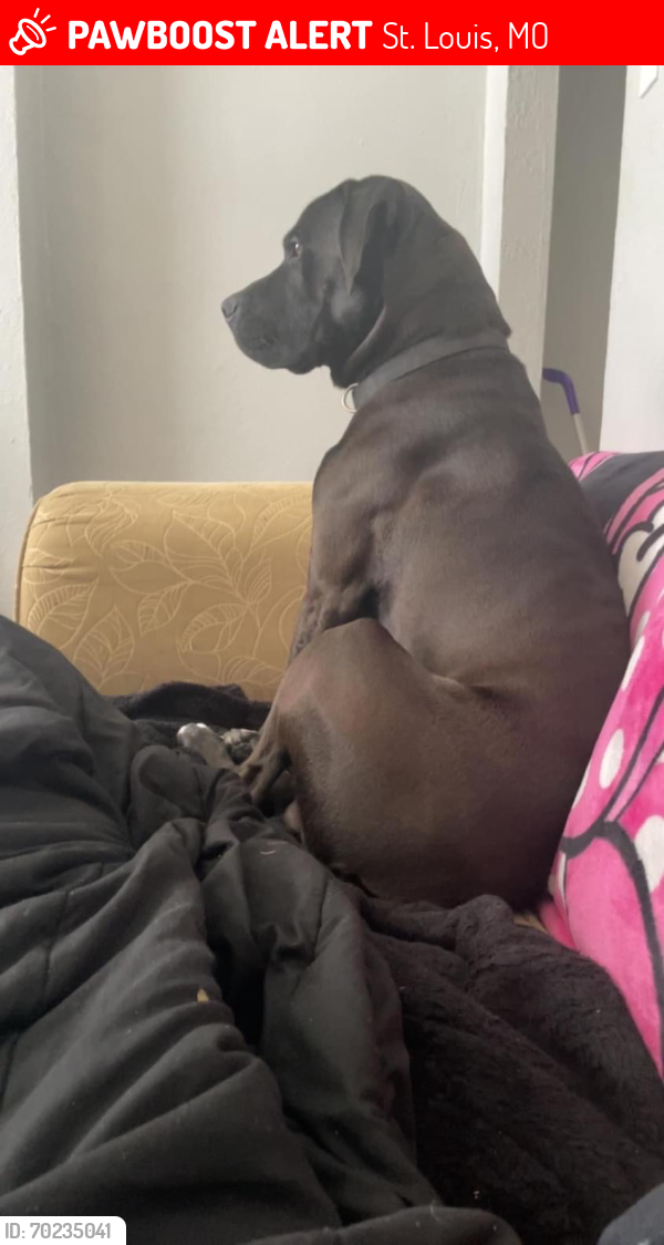 Lost Male Dog last seen Quincy and michigan, St. Louis, MO 63116