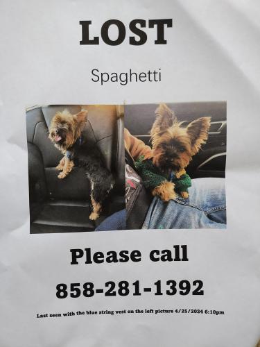 Lost Male Dog last seen LaMoree Rd , San Marcos, CA 92078