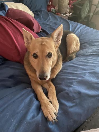 Lost Male Dog last seen Miller and chaparral , Scottsdale, AZ 85250