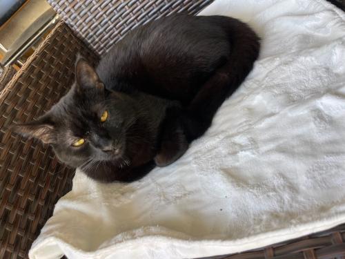 Lost Male Cat last seen Spring St and Chestnut Ave., Long Beach, CA 90806