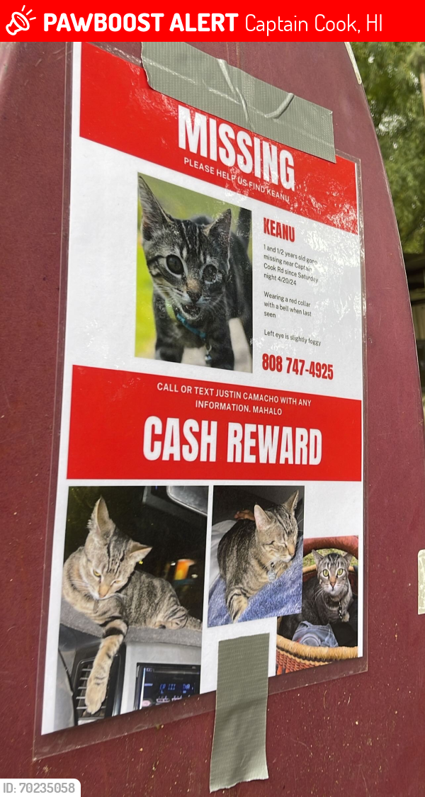 Lost Female Cat last seen Left my hse, Captain Cook, HI 96704
