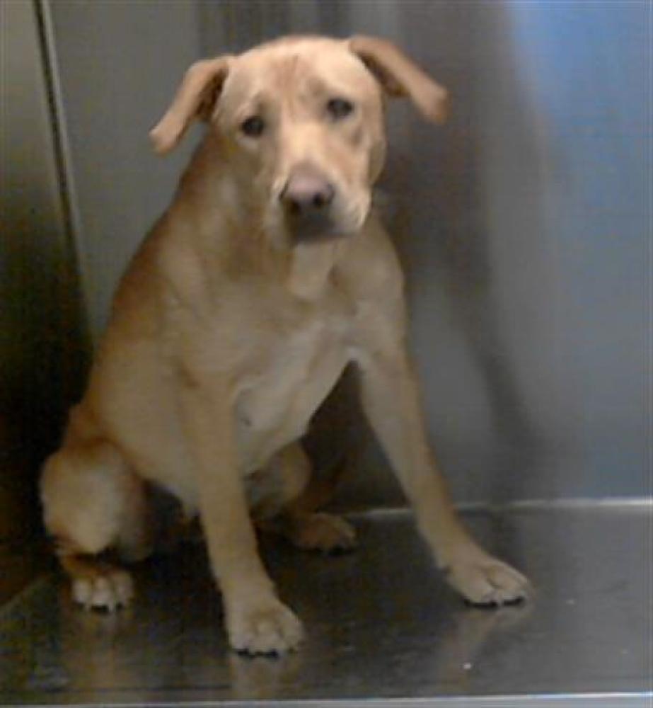 Shelter Stray Female Dog last seen Near BLOCK BLOSSOM RD, FAYETTEVILLE NC 28306, Fayetteville, NC 28306