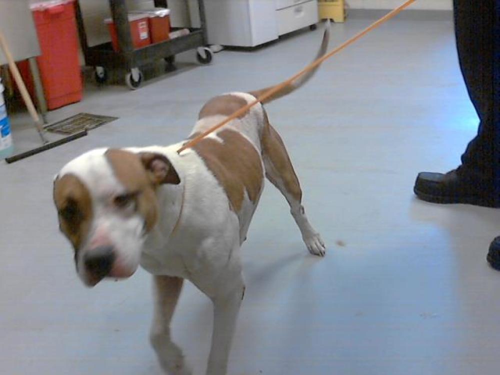 Shelter Stray Male Dog last seen Near BLOCK COLONIAL PARK DR, FAYETTEVILLE NC 28311, Fayetteville, NC 28306