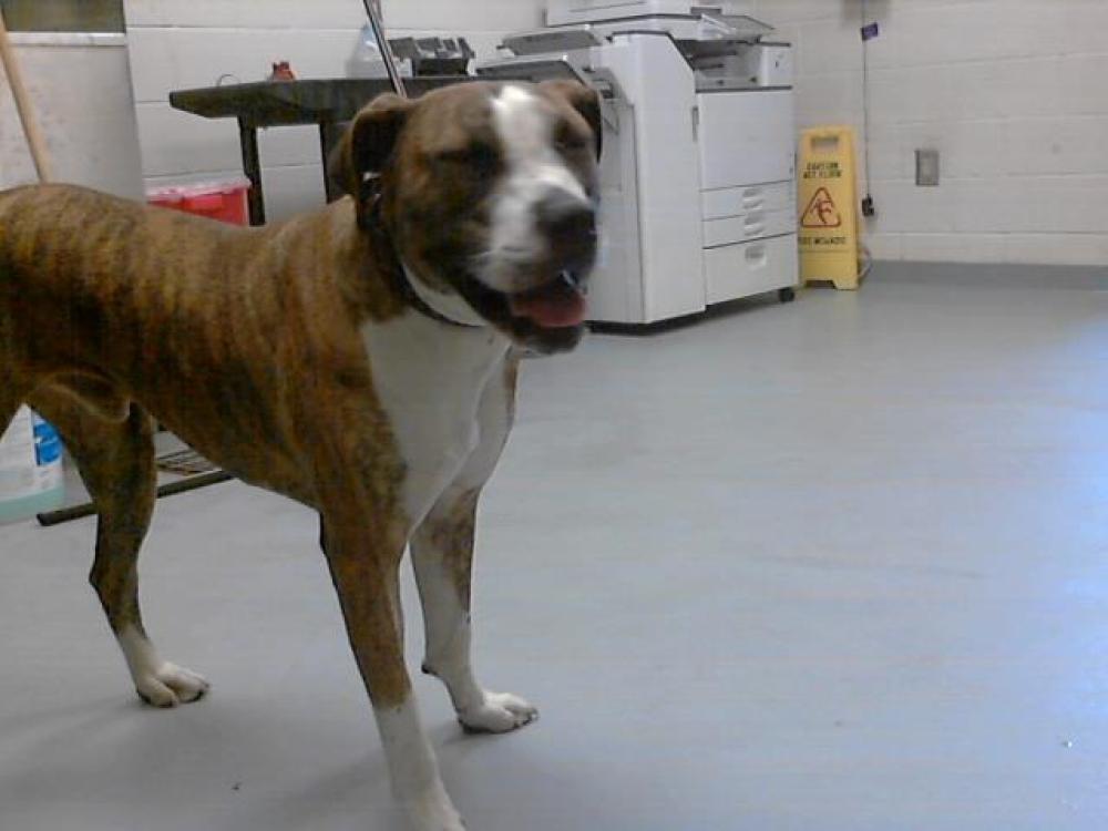 Shelter Stray Male Dog last seen Near BLOCK DUNN RD, FAYETTEVILLE NC 28312, Fayetteville, NC 28306