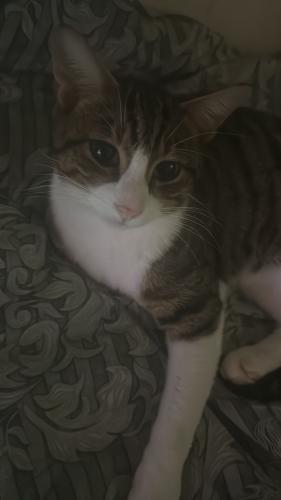 Lost Male Cat last seen Stainmoor court offerton stockport, Greater Manchester, England SK2 5LT