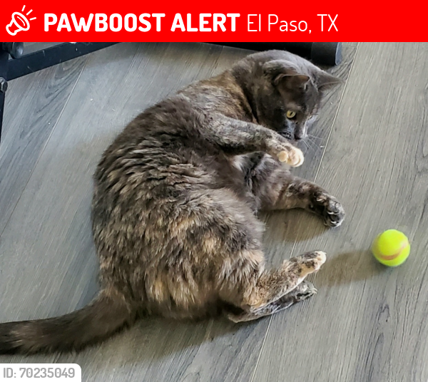 Lost Female Cat last seen Between Magnetic and Westline to Sunrise Park, El Paso, TX 79904