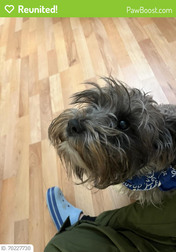 Reunited Male Dog last seen Near Quince orchard boulevard, Gaithersburg, MD 20878