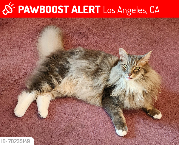 Lost Male Cat last seen Califa Street and Vineland Ave - just south of Oxnard Street, Los Angeles, CA 91601
