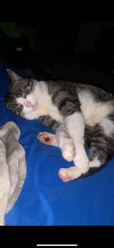 Lost Male Cat last seen Royalton road next to Huntington bank , Strongsville, OH 44149
