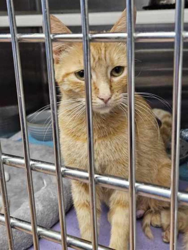 Shelter Stray Female Cat last seen Near ELM GROVE GARDEN, 70807, LA, Baton Rouge, LA 70820