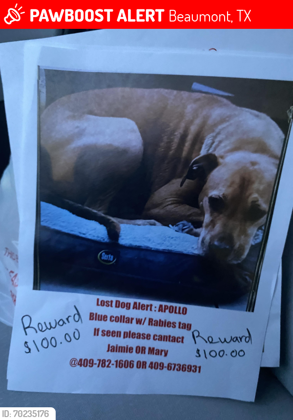 Lost Male Dog last seen TIA JUANITA’S in Beaumont Texas, Beaumont, TX 77707