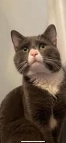 Lost Male Cat last seen St charles y national, Elgin, IL 60120