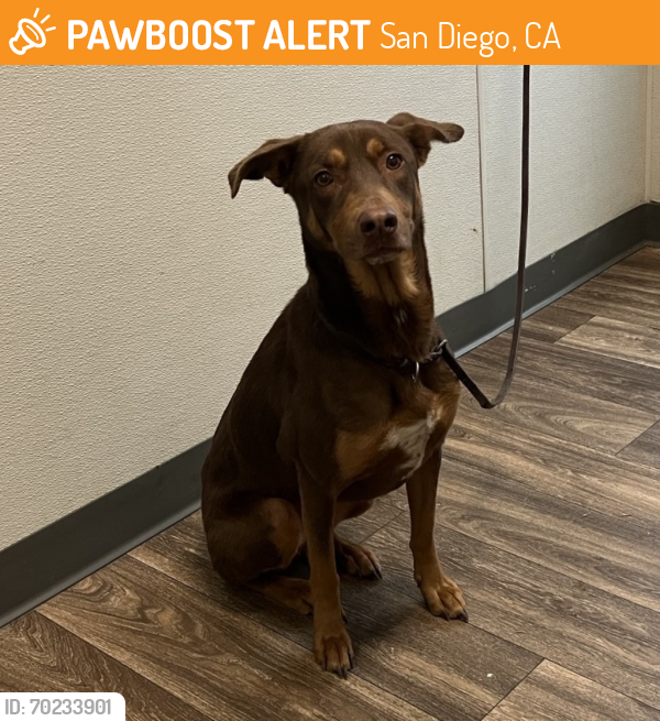 Shelter Stray Female Dog last seen Garnet Avenue, San Diego, CA, 92107, San Diego, CA 92110